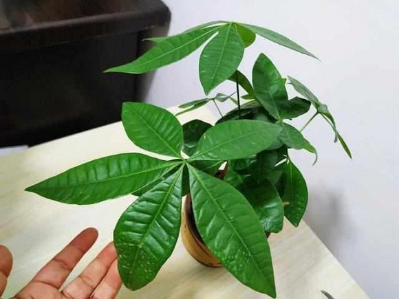 Tiêu Chí Chọn Cây Cảnh Trang Trí Nhà Cho Người Mệnh Mộc